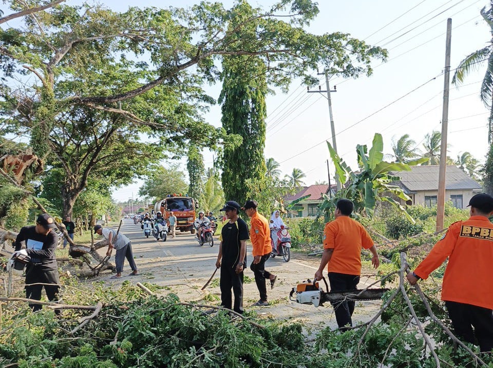 BPBD Tanah Bumbu Gerak Cepat Tangani Pohon Tumbang