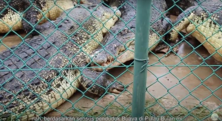 Penangkaran buaya yang di Batam
