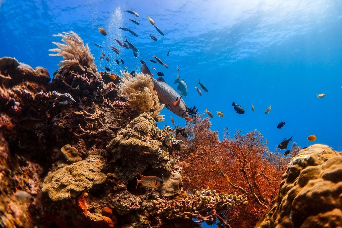 Ilustrasi bawah laut di Raja Ampat, Papua Barat.