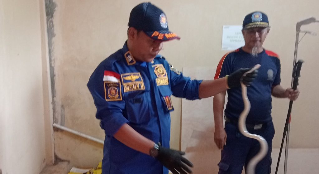 Petugas Damkar Evakuasi Ular Paikat dari Klinik