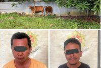 Polsek Angsana tangkap dua pelaku pencurian dua ekor sapi, amankan barang bukti dan dalami kasus di Tanah Bumbu, Kalimantan Selatan. / Humas Polres Tanbu