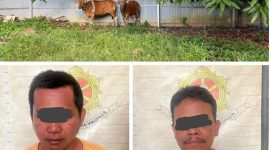 Polsek Angsana tangkap dua pelaku pencurian dua ekor sapi, amankan barang bukti dan dalami kasus di Tanah Bumbu, Kalimantan Selatan. / Humas Polres Tanbu
