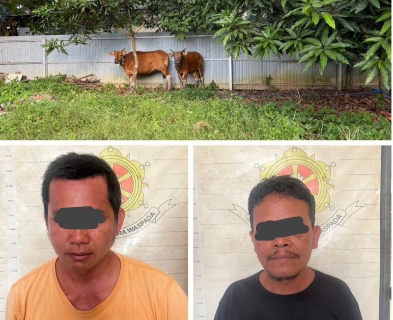 Polsek Angsana tangkap dua pelaku pencurian dua ekor sapi, amankan barang bukti dan dalami kasus di Tanah Bumbu, Kalimantan Selatan. / Humas Polres Tanbu
