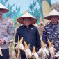 Wakil Ketua DPRD Tanbu H. Hasanuddin hadiri Panen Raya Jagung 2025, dorong ekspor, kemandirian pangan, dan potensi pertanian daerah.