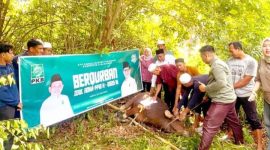 Wakil Ketua DPRD Tanbu H. Hasanuddin pimpin penyembelihan kurban, tegaskan politik kehadiran PKB dan distribusi daging merata hingga pelosok daerah.