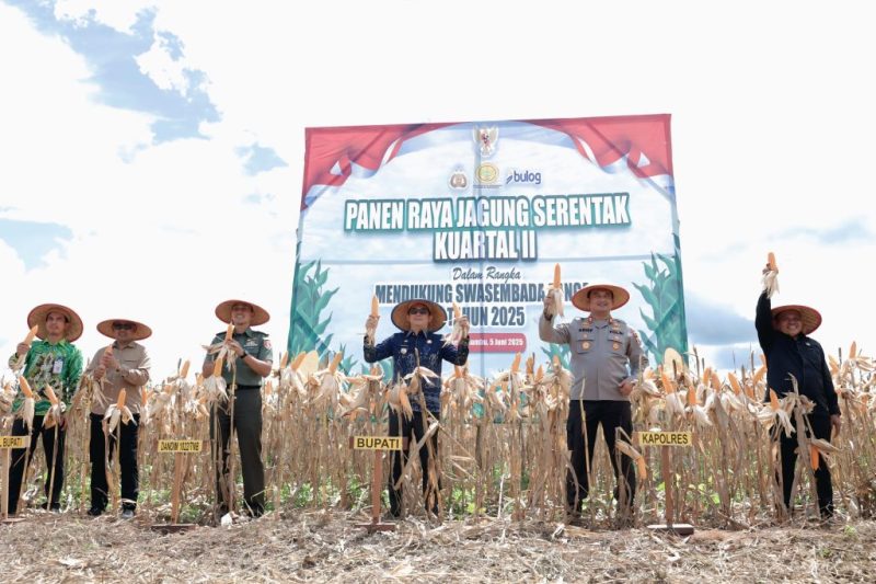 Bupati Andi Rudi Latif pimpin panen raya jagung serentak nasional di Tanah Bumbu, dorong ketahanan pangan dan swasembada jagung. / Mc Tanbu