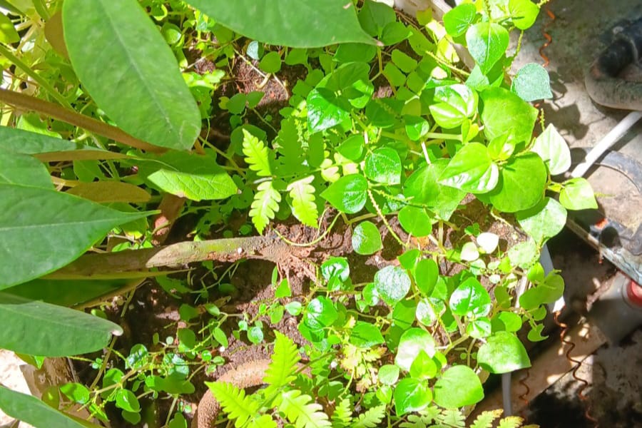 Daun Ambaratan