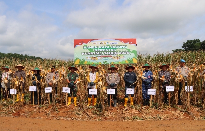 Petani memanen jagung saat panen raya serentak Kuartal I 2026 di Desa Ambungan, Kecamatan Pelaihari, Kabupaten Tanah Laut.