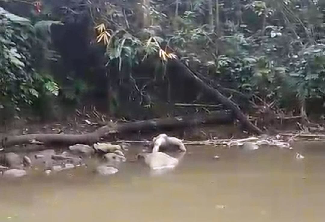 Lokasi penemuan jasad perempuan tanpa identitas di aliran sungai kawasan Desa Sukopuro, Kecamatan Jabung, Kabupaten Malang, Selasa (17/2/2026). (Foto : Ist)