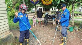 Personel Damkar Tanah Laut Sektor Takisung saat mengamankan seekor ular kobra hitam yang masuk ke rumah warga di Desa Batilai, Senin (11/05/2026). (Foto : Humas satpol pp dan damkar tala)