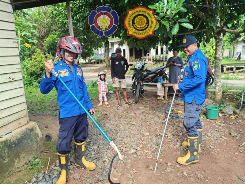 Personel Damkar Tanah Laut Sektor Takisung saat mengamankan seekor ular kobra hitam yang masuk ke rumah warga di Desa Batilai, Senin (11/05/2026). (Foto : Humas satpol pp dan damkar tala)